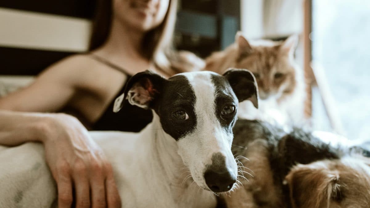 Los Mejores Sprays y Collares Antiparásitos para Proteger a Tu Mascota de Garrapatas