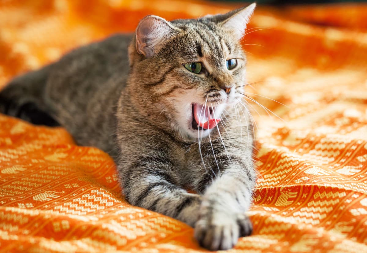 Los Mejores Productos para Mantener a tu Gato Fresco en Verano